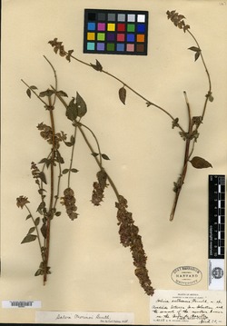 Salvia mocinoi image