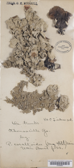 Leptogium coralloideum image