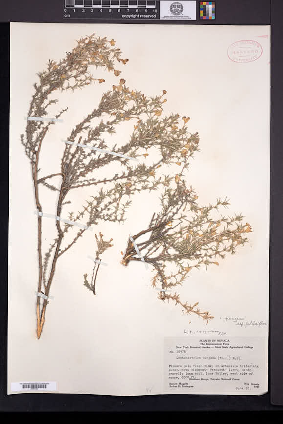 Linanthus pungens var. pulchriflorus image