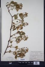 Image of Rubus montpelierensis