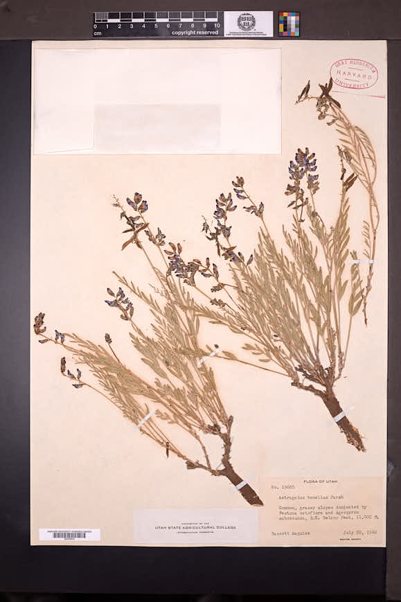 Astragalus multiflorus image