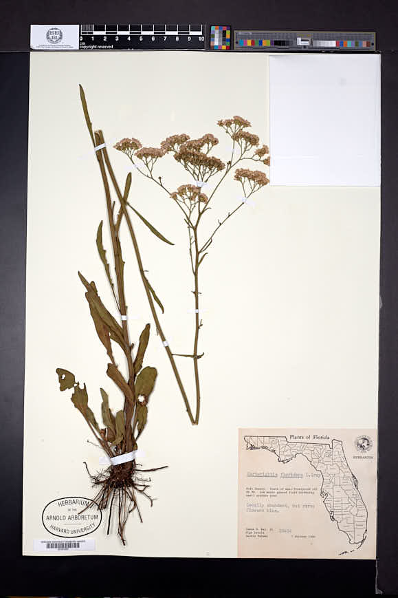Hartwrightia floridana image