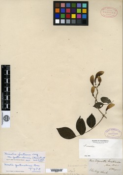 Nissolia fruticosa var. guatemalensis image