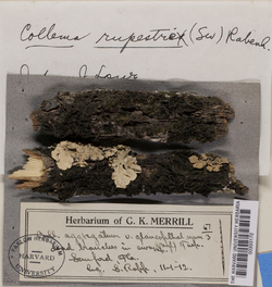 Collema flaccidum image