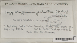 Hygrohypnum luridum image