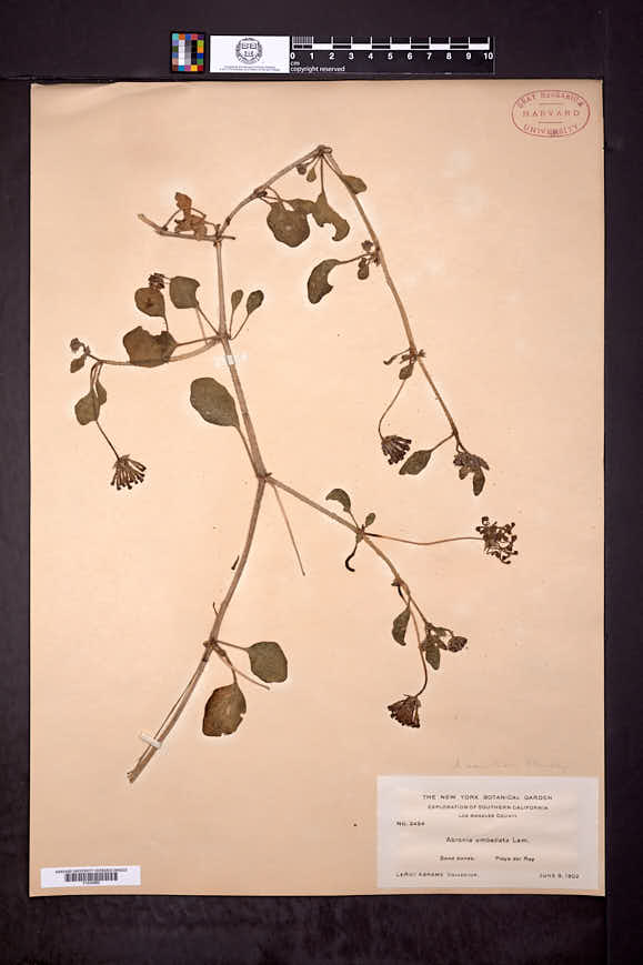 Abronia umbellata subsp. variabilis image