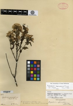 Ageratina espinosarum image