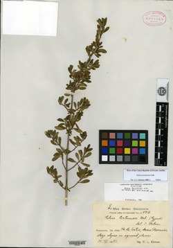 Salvia tortuensis image