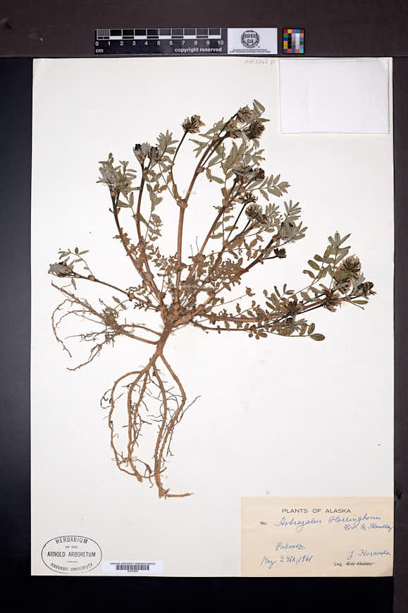 Astragalus harringtonii image