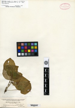 Peperomia asarifolia image