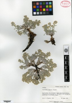 Oreocarya compacta image