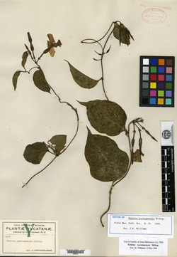 Image of Echites yucatanensis