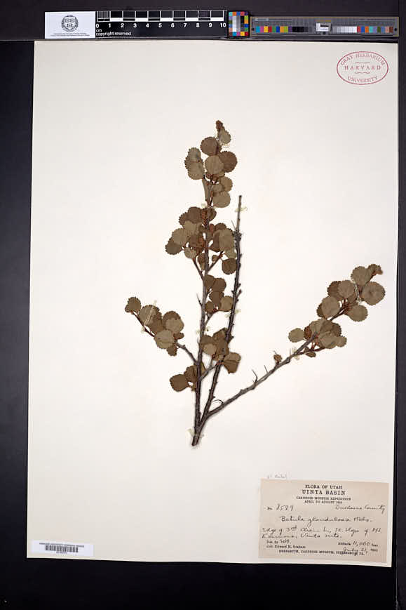 Betula glandulosa image