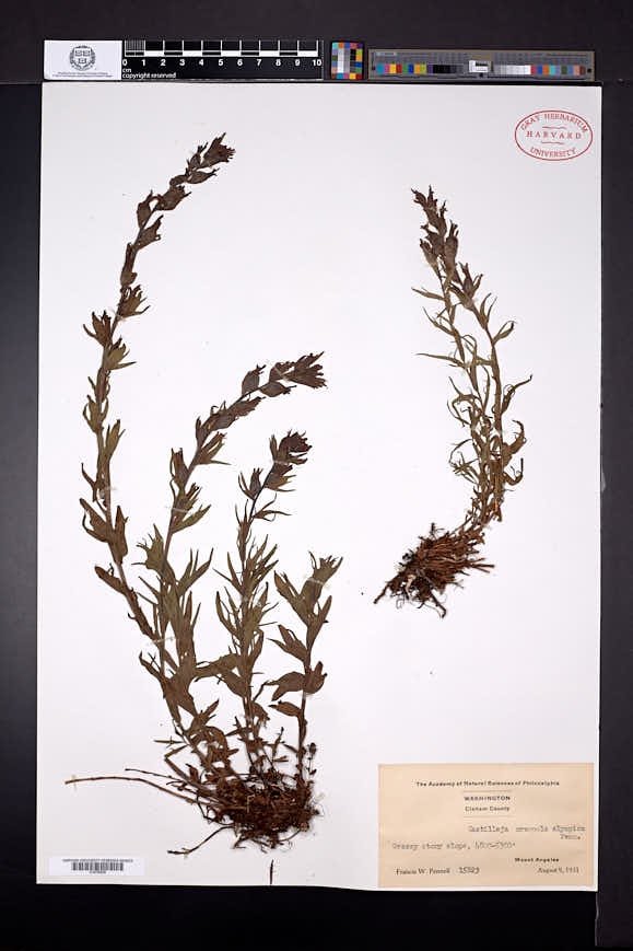 Castilleja parviflora var. olympica image