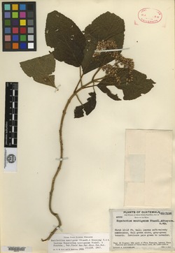 Image of Bartlettina montigena