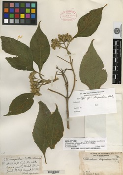 Image of Clibadium arboreum