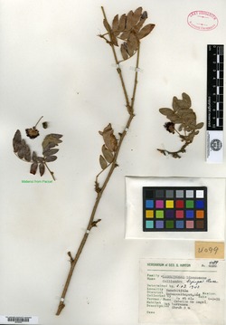 Image of Calliandra hintonii