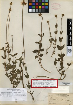 Image of Heliopsis longipes