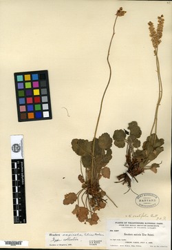 Image of Heuchera saxicola