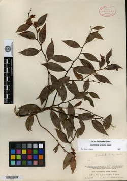 Image of Gaultheria gracilis