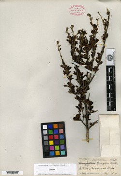 Image of Leucophyllum laevigatum