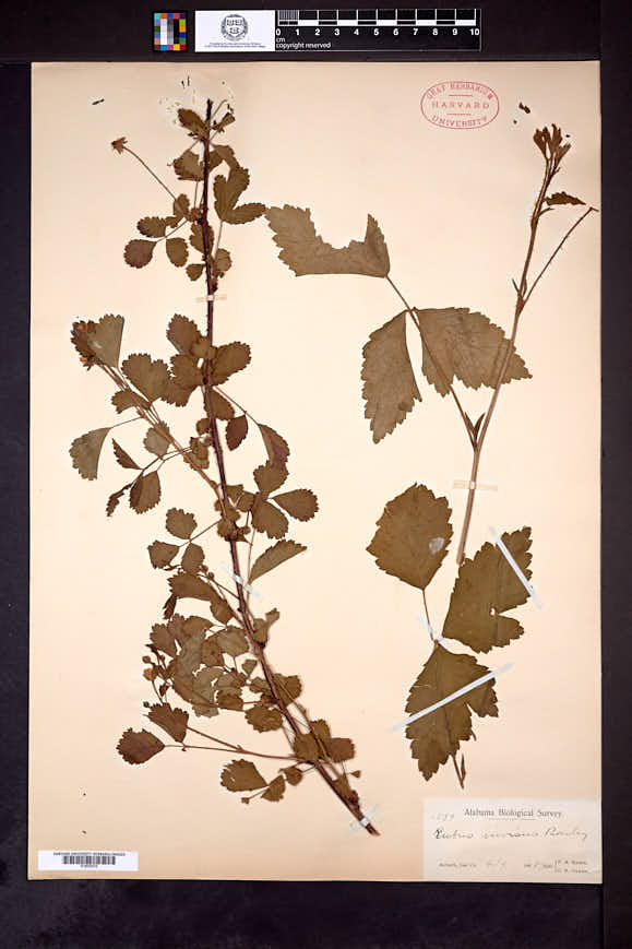Image of Rubus bonus