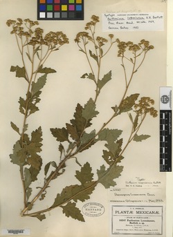 Image of Parthenium lozanoanum