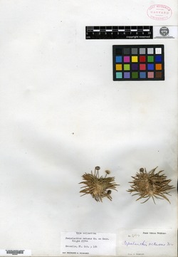 Paepalanthus retusus image