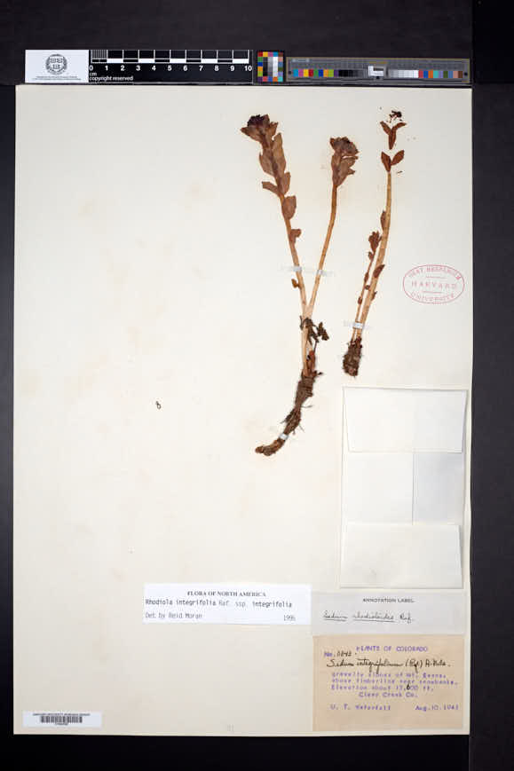 Sedum rosea subsp. integrifolium image