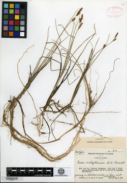 Carex melozitnensis image