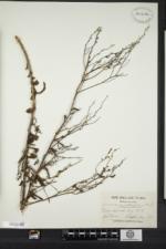 Linaria genistifolia image