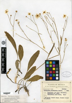 Ranunculus pentodontus image