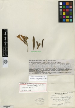 Image of Macromeria hispida
