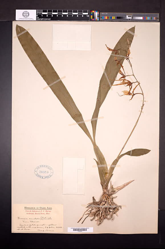 Brassia caudata image