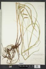 Carex gynandra image