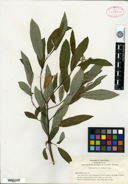 Salix tracyi image