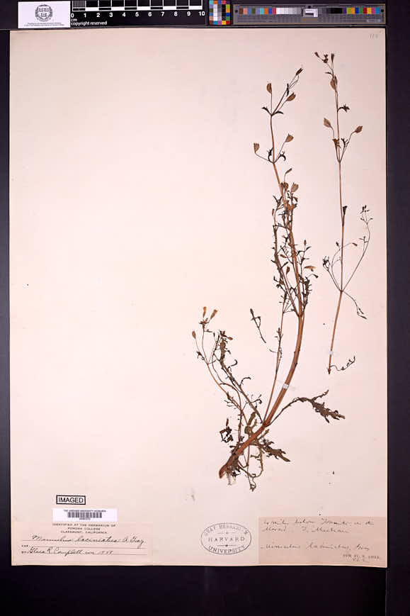 Erythranthe laciniata image