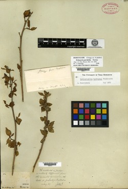 Schaueria parvifolia image
