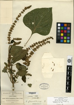 Salvia fluviatilis image