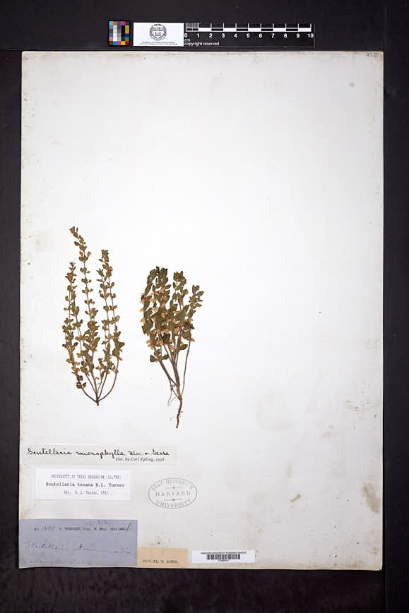 Image of Scutellaria texana