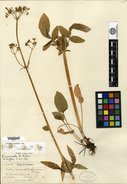Valeriana micrantha image