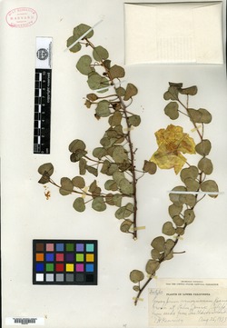 Image of Gossypium armourianum