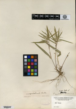 Image of Panicum equilaterale