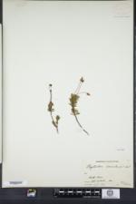 Phyllodoce caerulea image