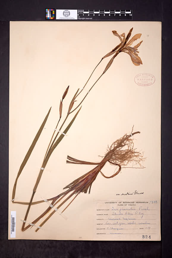 Iris prismatica var. austrina image