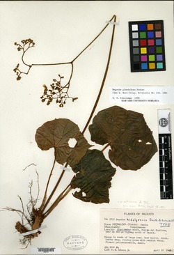 Image of Begonia glandulosa