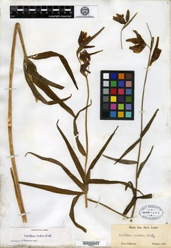 Image of Fritillaria mutica