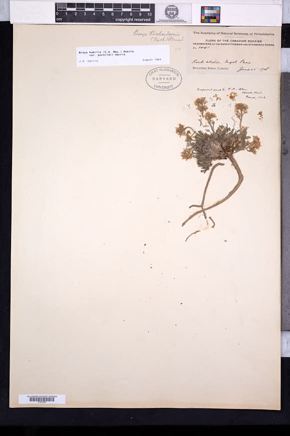 Braya humilis subsp. porsildii image