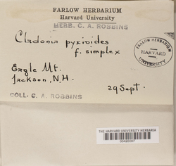 Cladonia pyxioides image