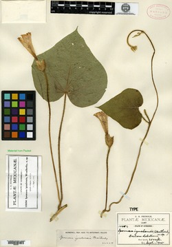 Image of Ipomoea igualensis